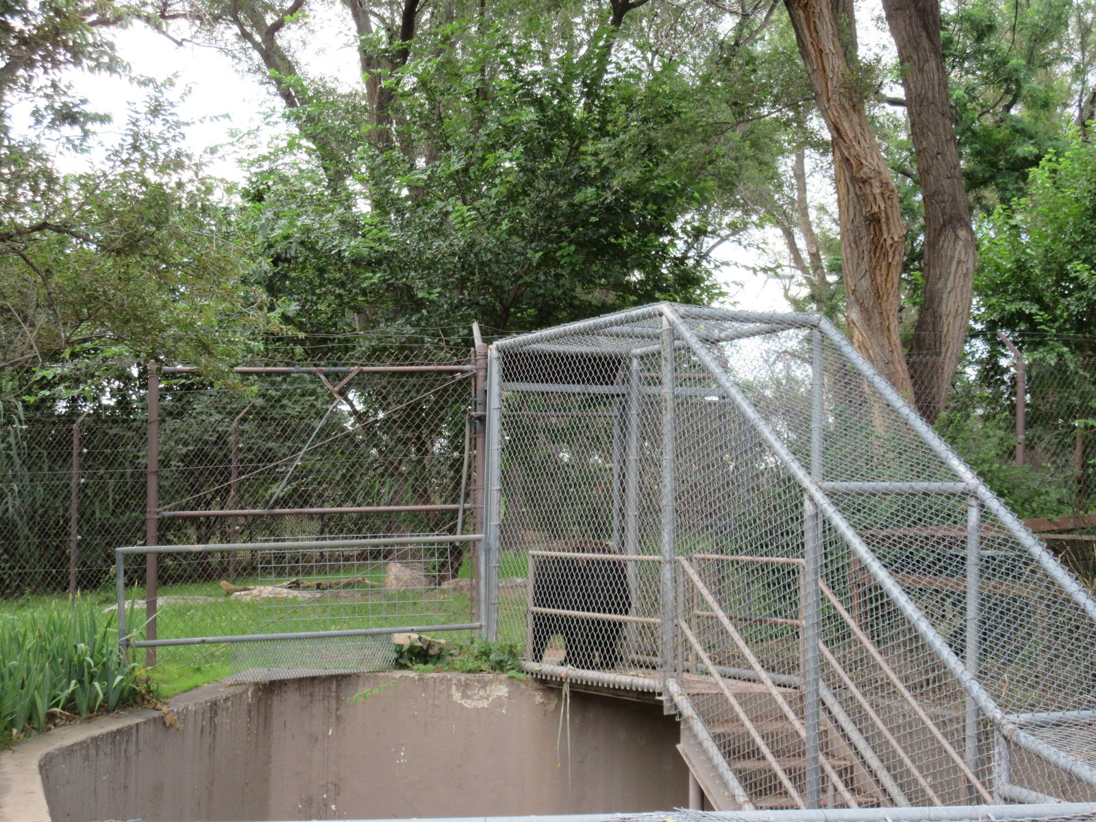 American Black Bear Exhibit - bears have to climb stairs to enter main exhi