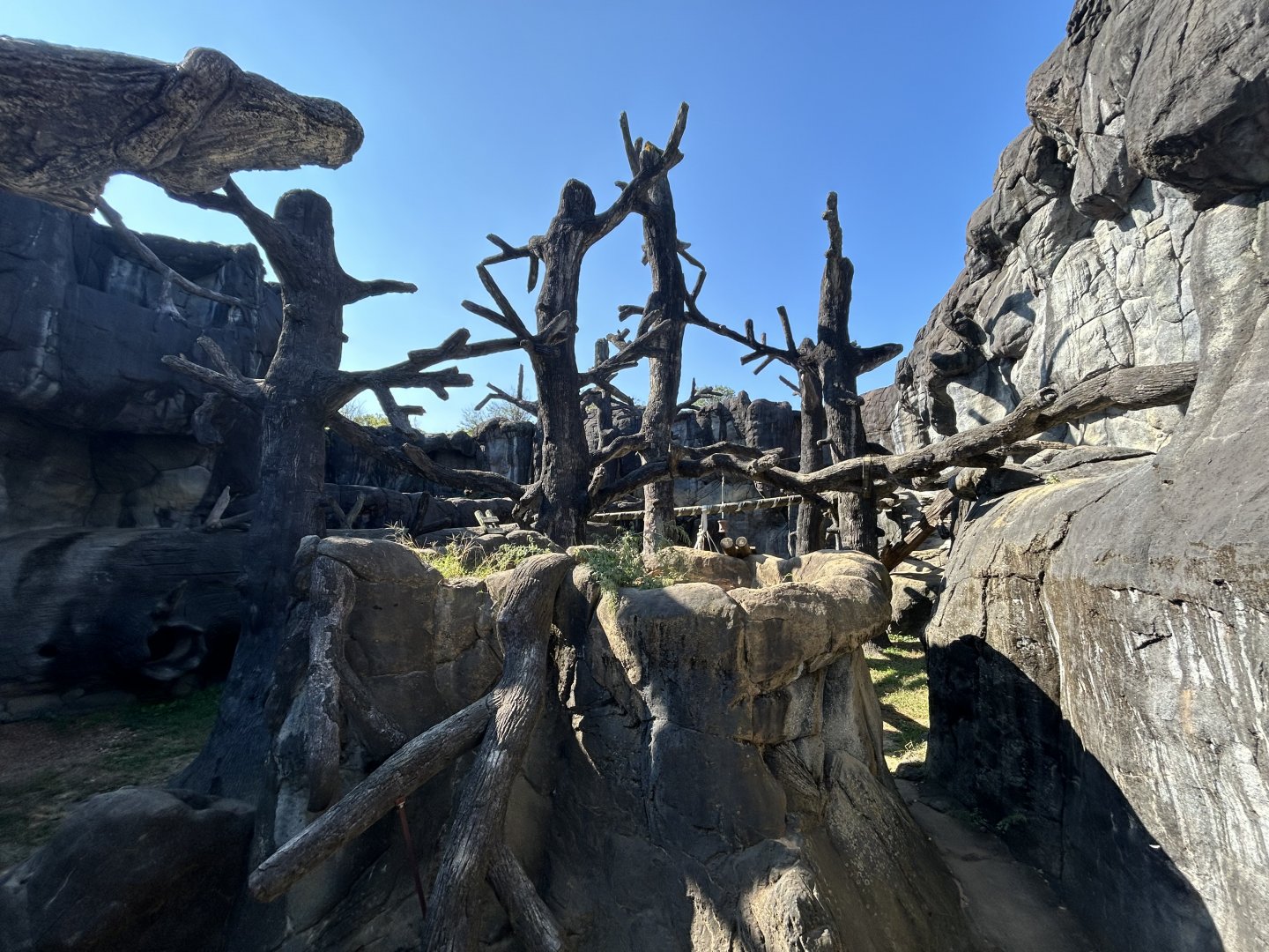 American Black Bear Exhibit - Black Bear Falls