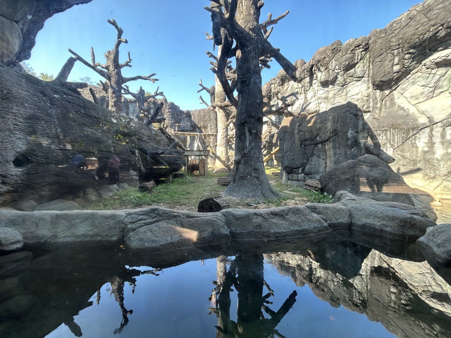 American Black Bear Exhibit - Black Bear Falls