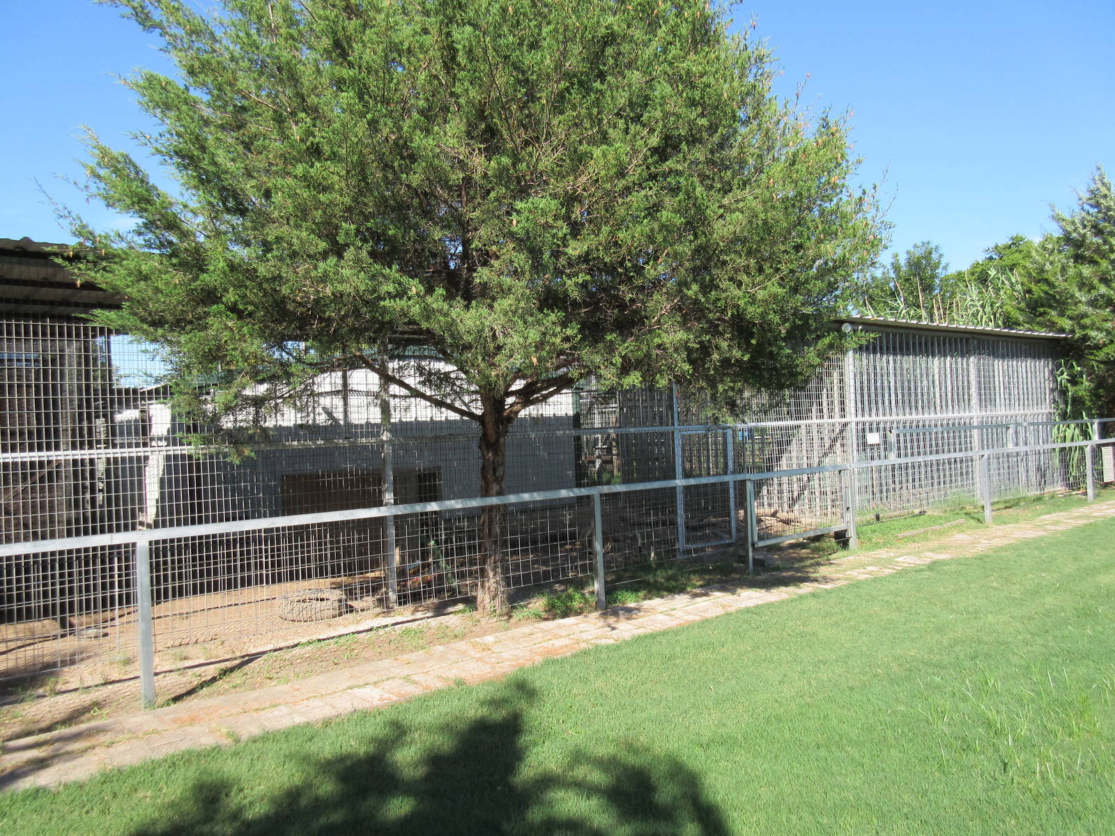 American Black Bear Exhibit + Chimpanzee Exhibits