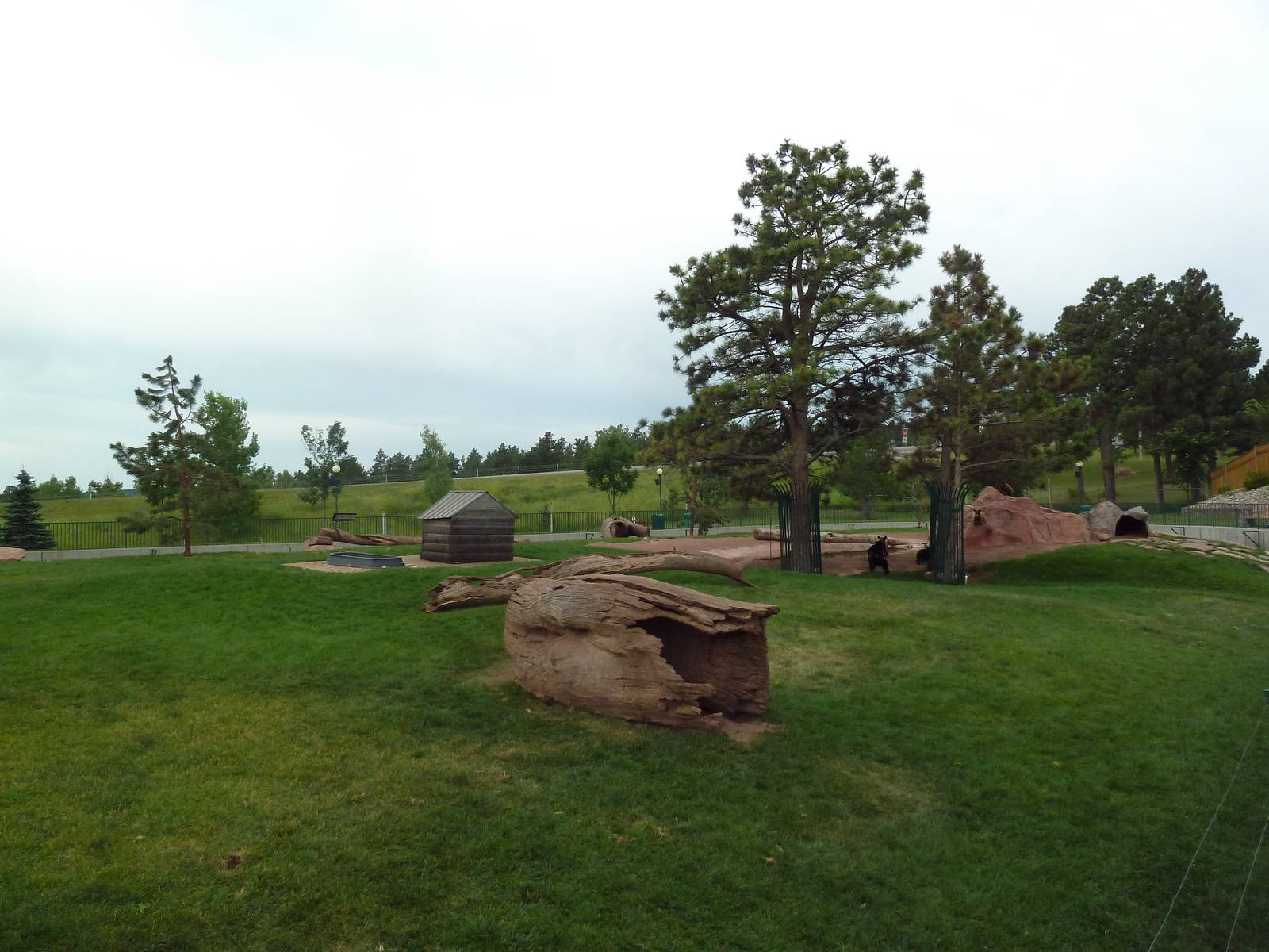 American Black Bear Exhibit (cubs)