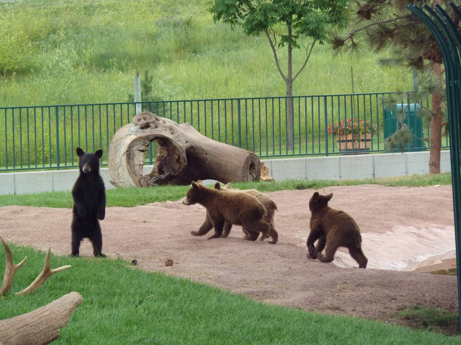 American Black Bear Exhibit (cubs)