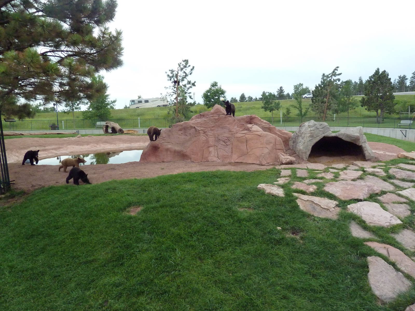 American Black Bear Exhibit (cubs)