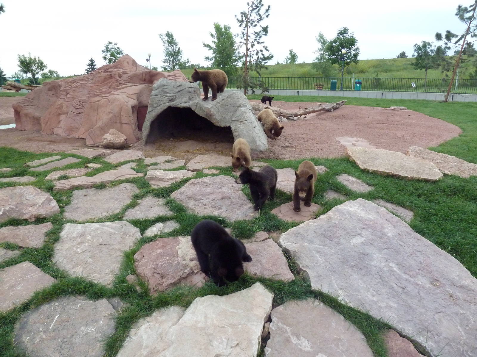 American Black Bear Exhibit (cubs)