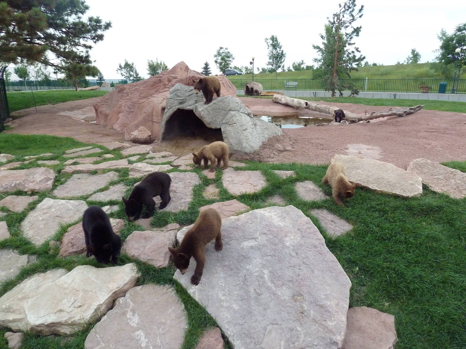 American Black Bear Exhibit (cubs)