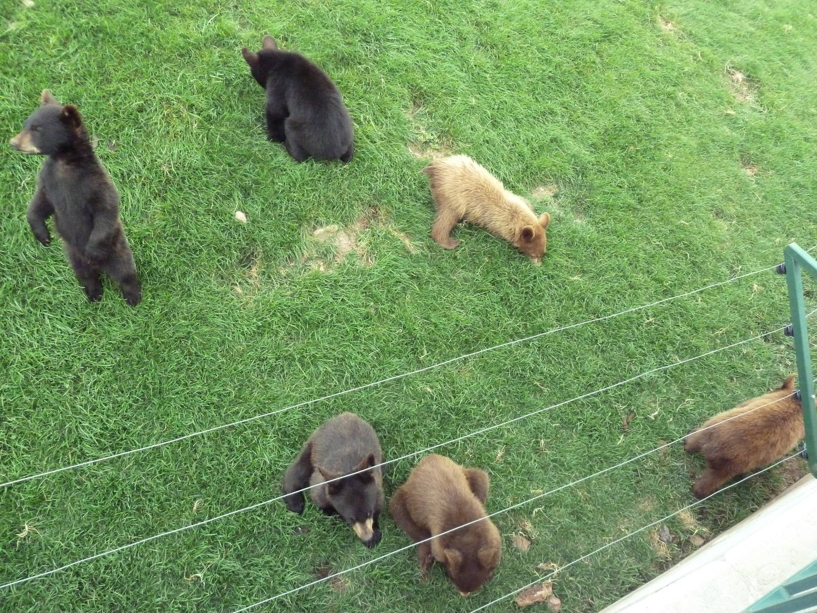 American Black Bear Exhibit (cubs)