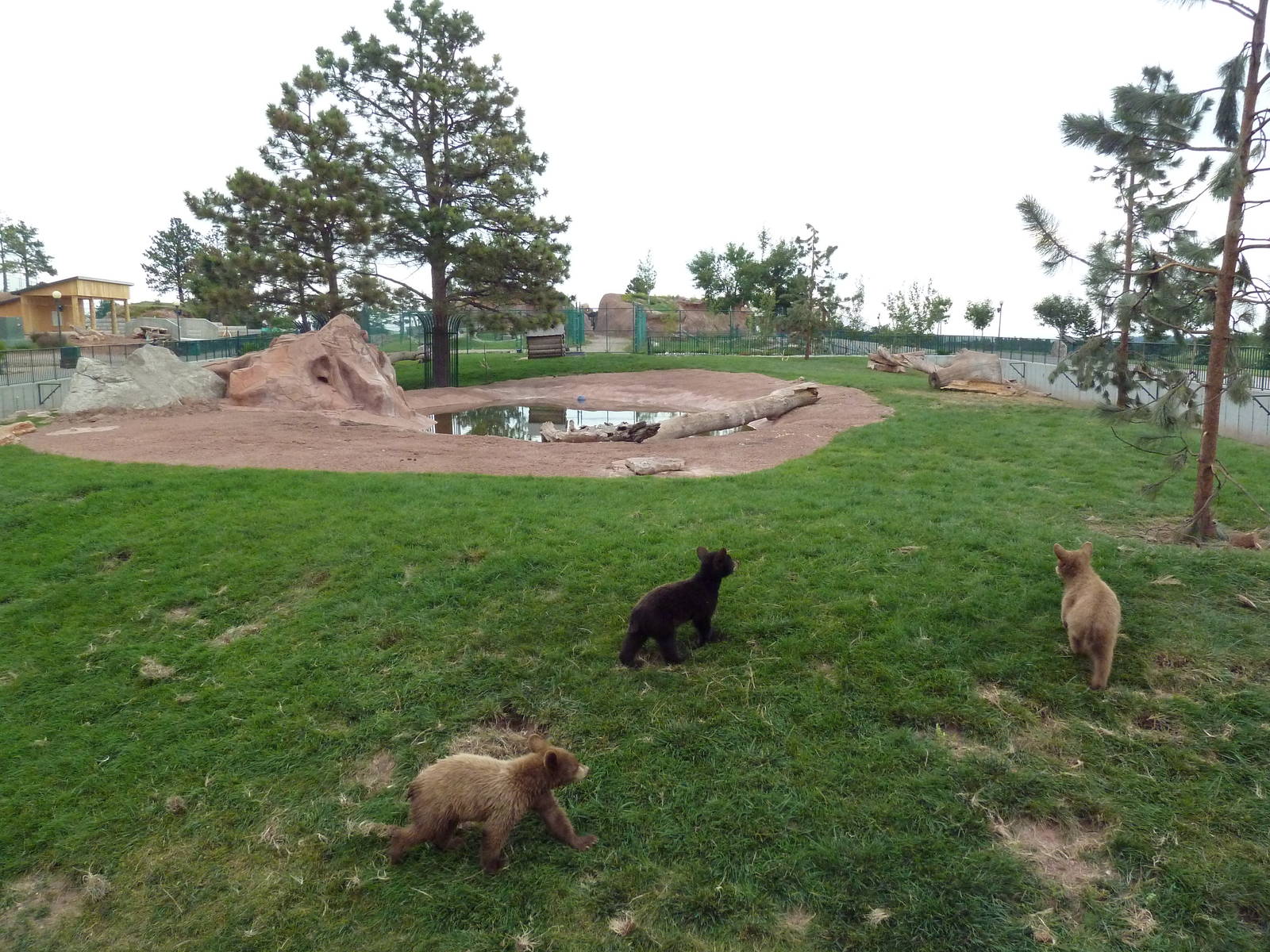 American Black Bear Exhibit (cubs)