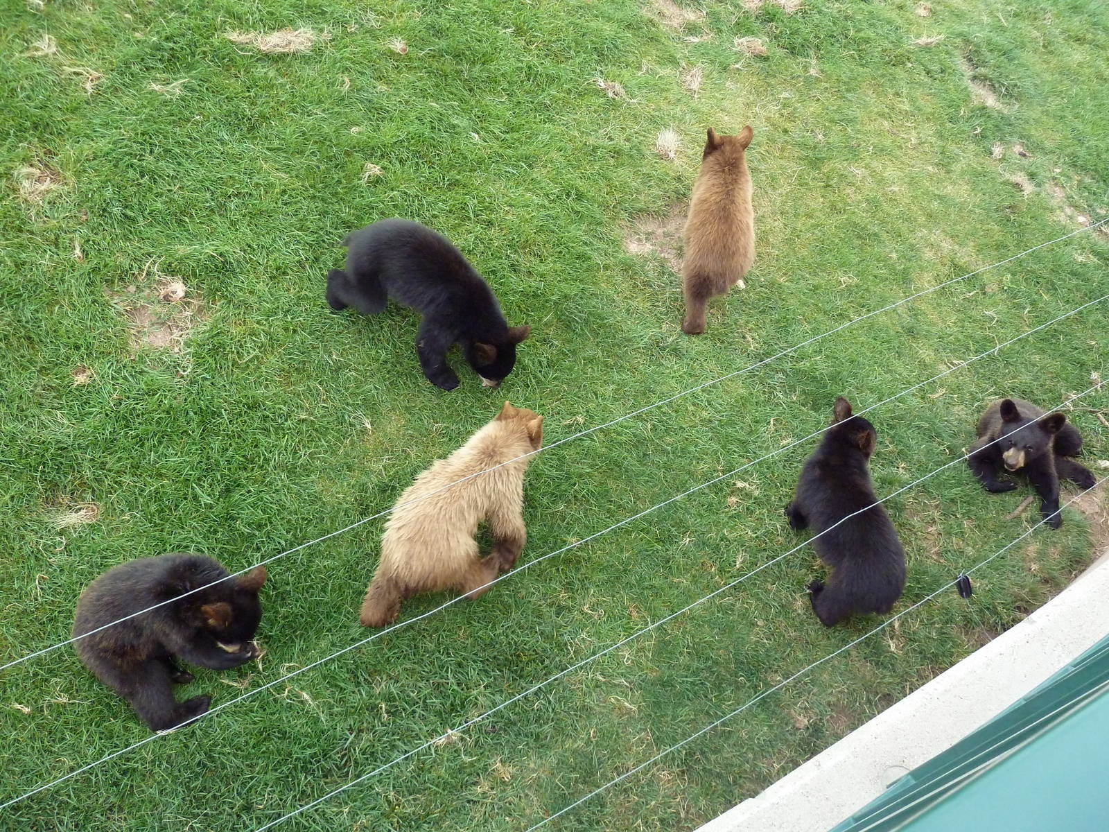 American Black Bear Exhibit (cubs)
