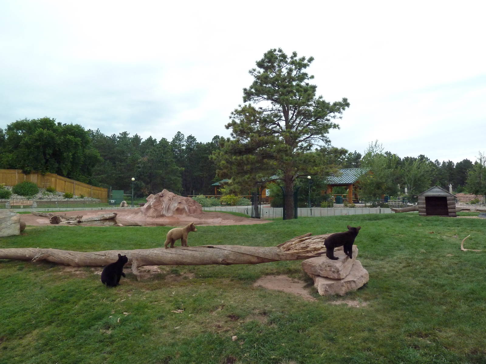American Black Bear Exhibit (cubs)