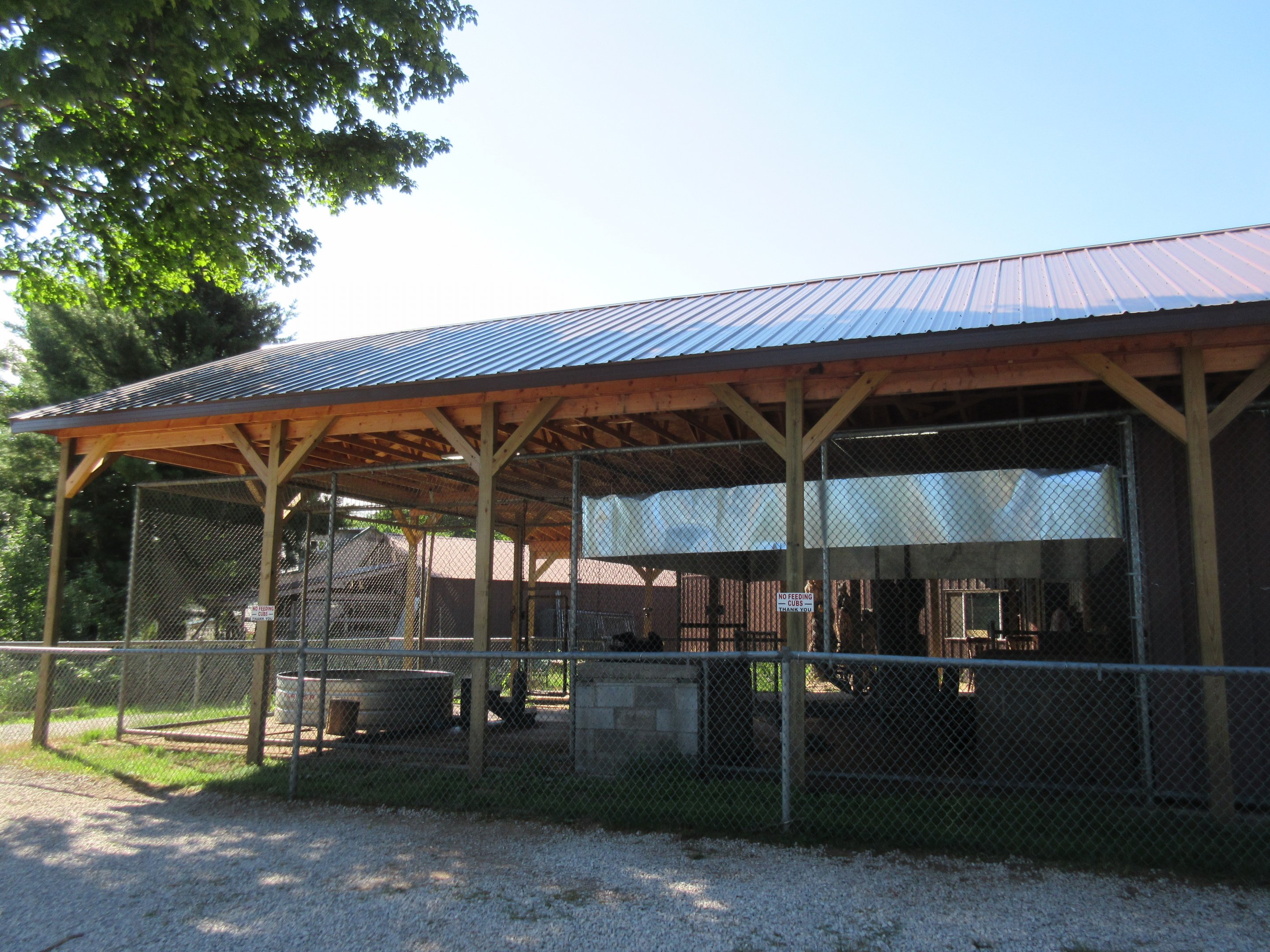 American Black Bear Exhibit - Cubs