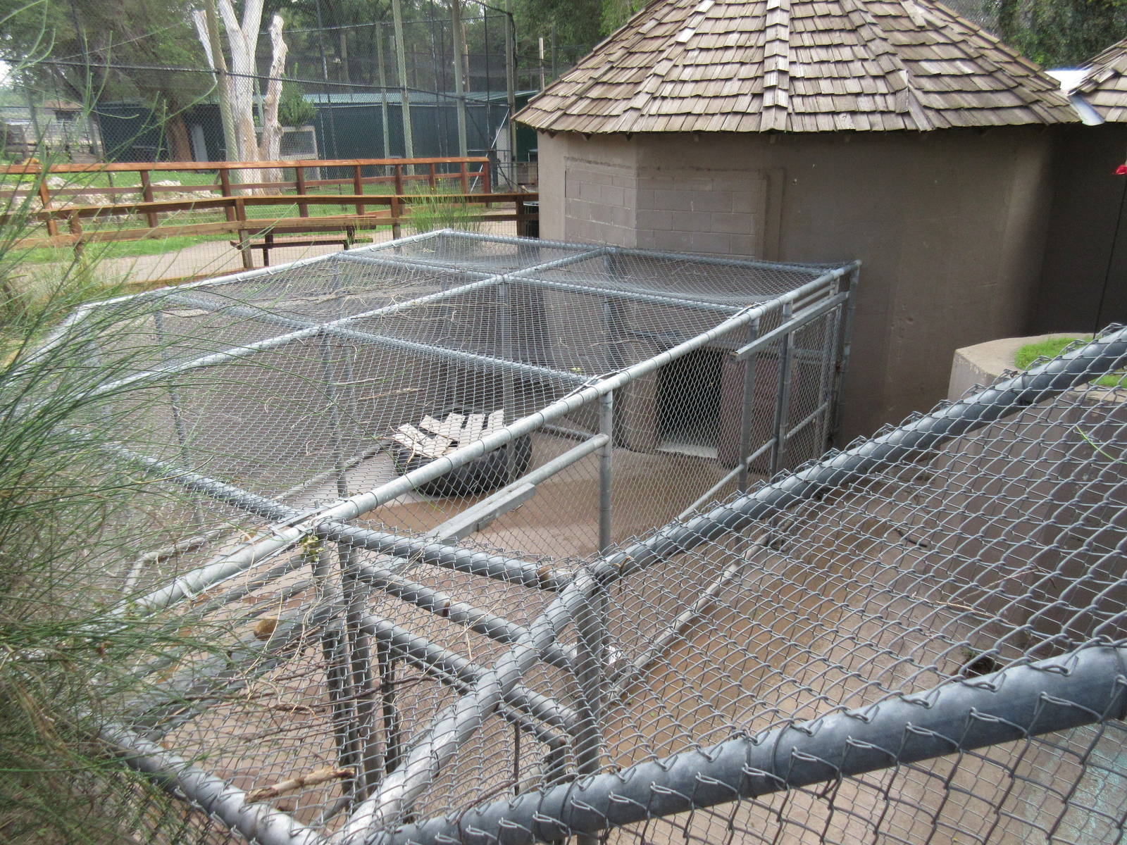 American Black Bear Exhibit - holding cage