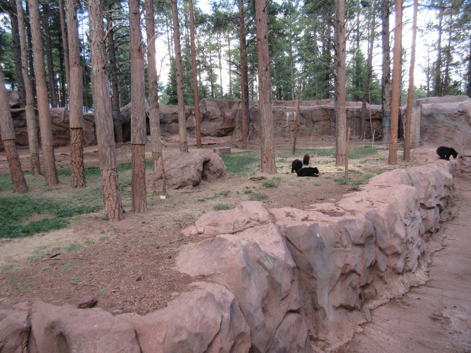 American Black Bear Exhibit - juveniles