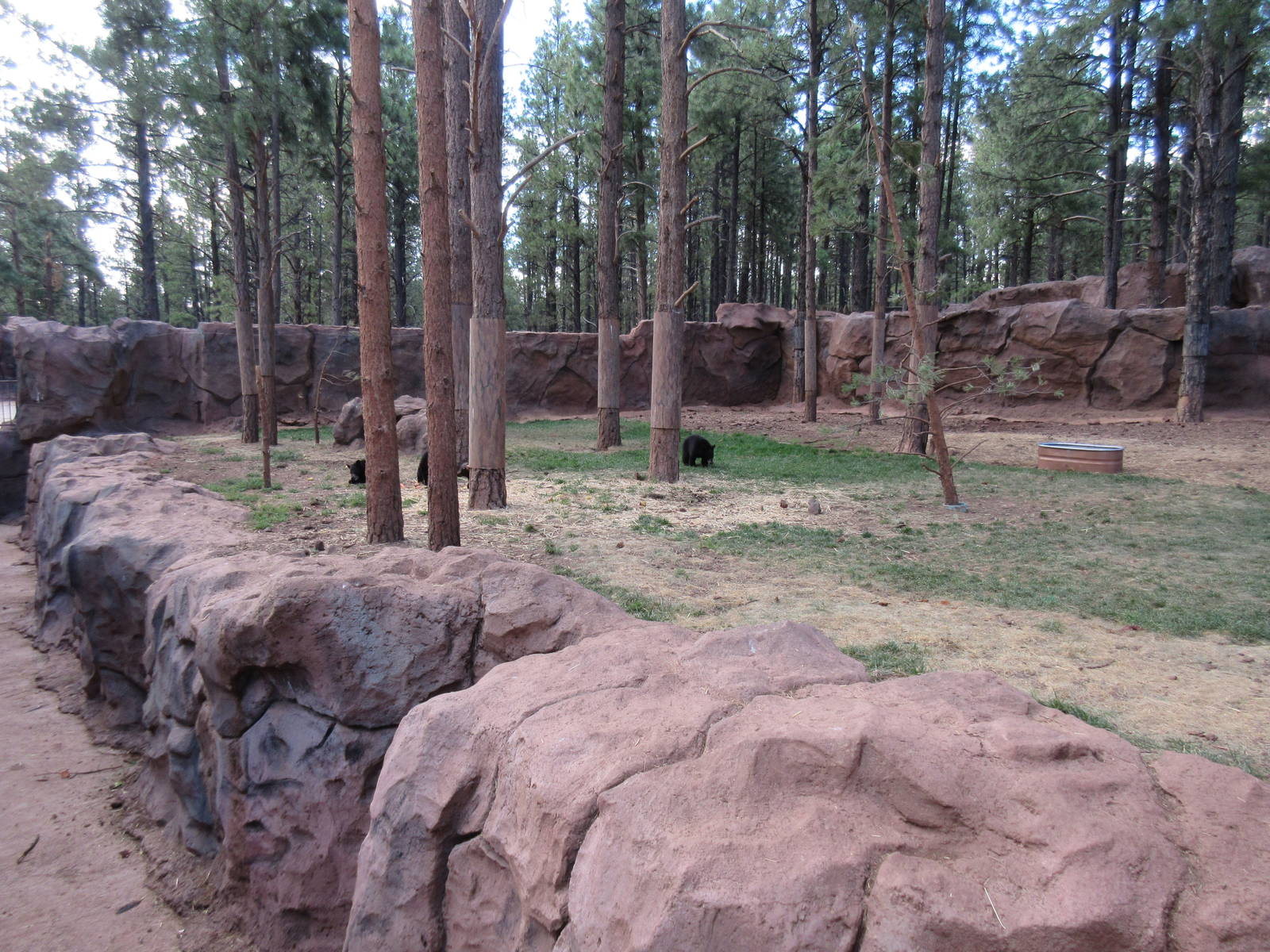American Black Bear Exhibit - juveniles