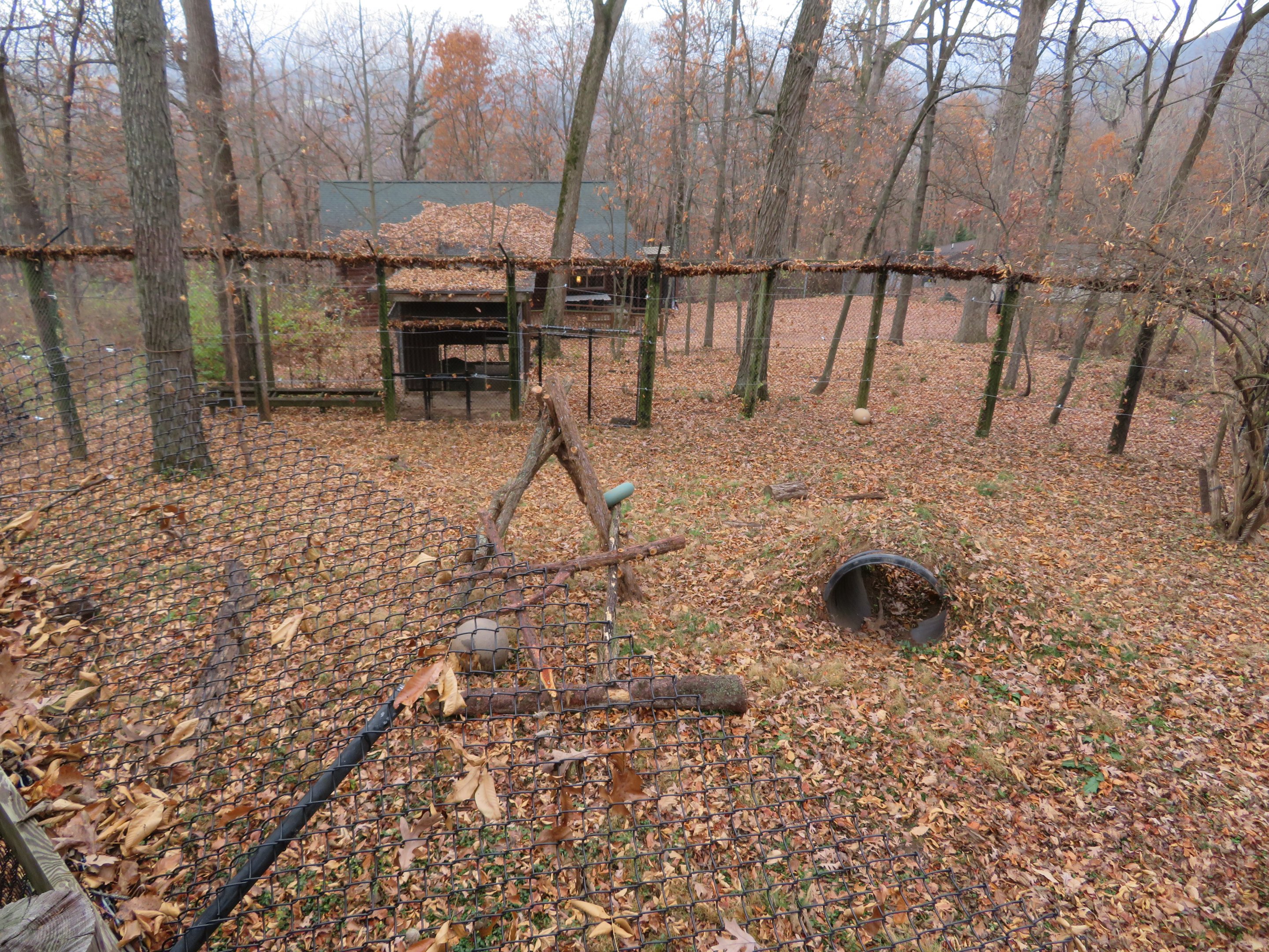 American Black Bear Exhibit (Left Half)