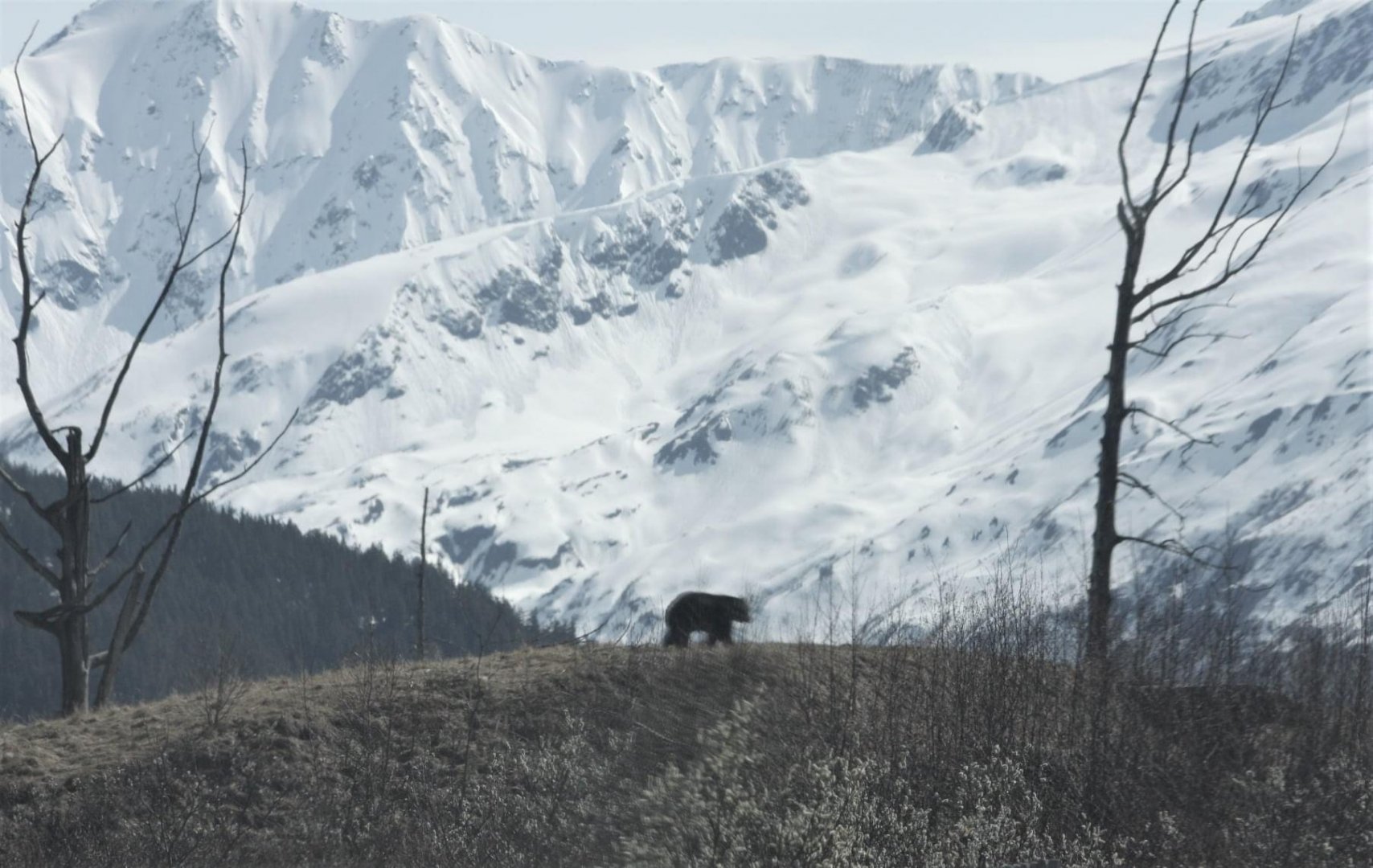 American Black Bear Exhibit - May 2020