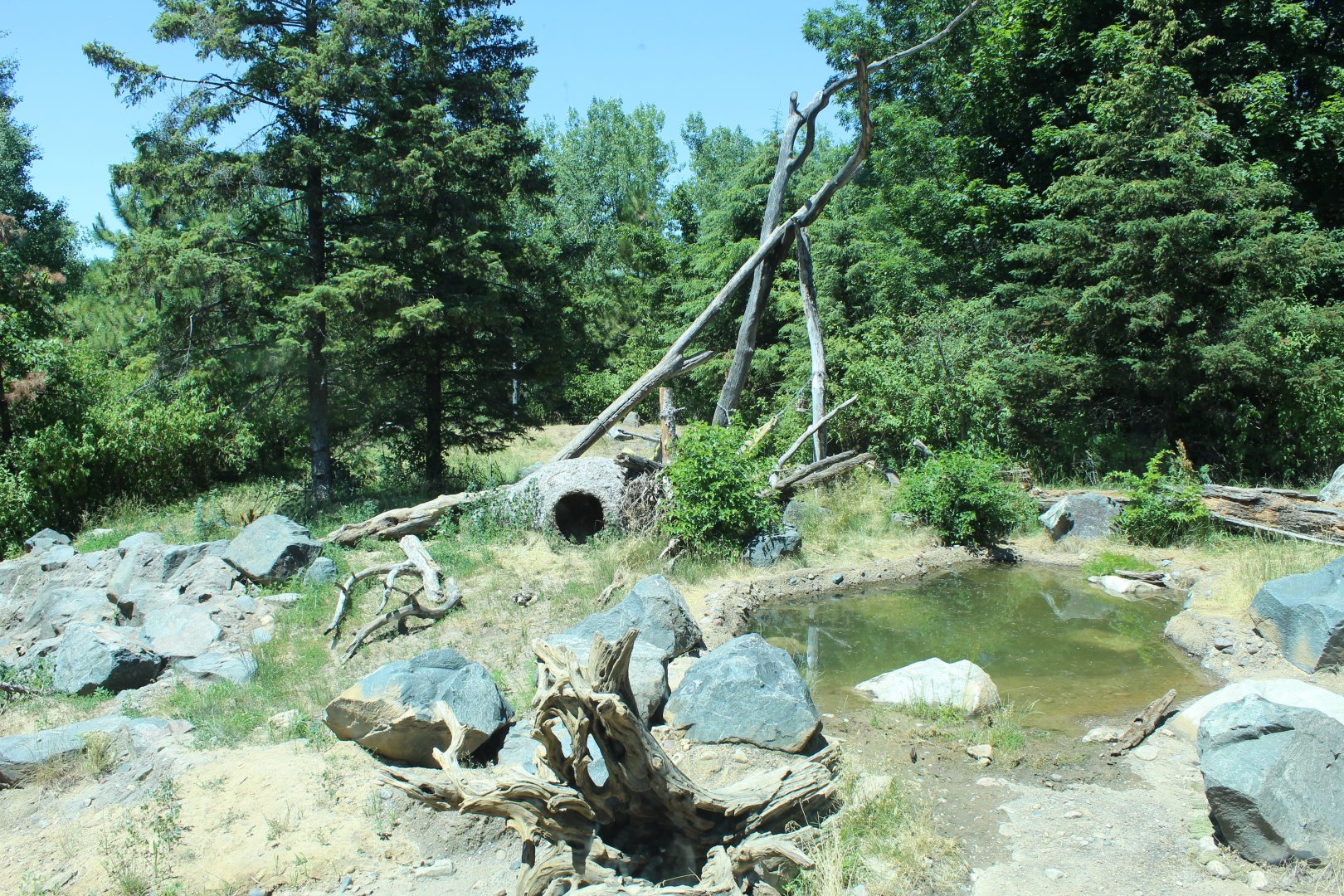 American Black Bear Exhibit - Minnesota Trail