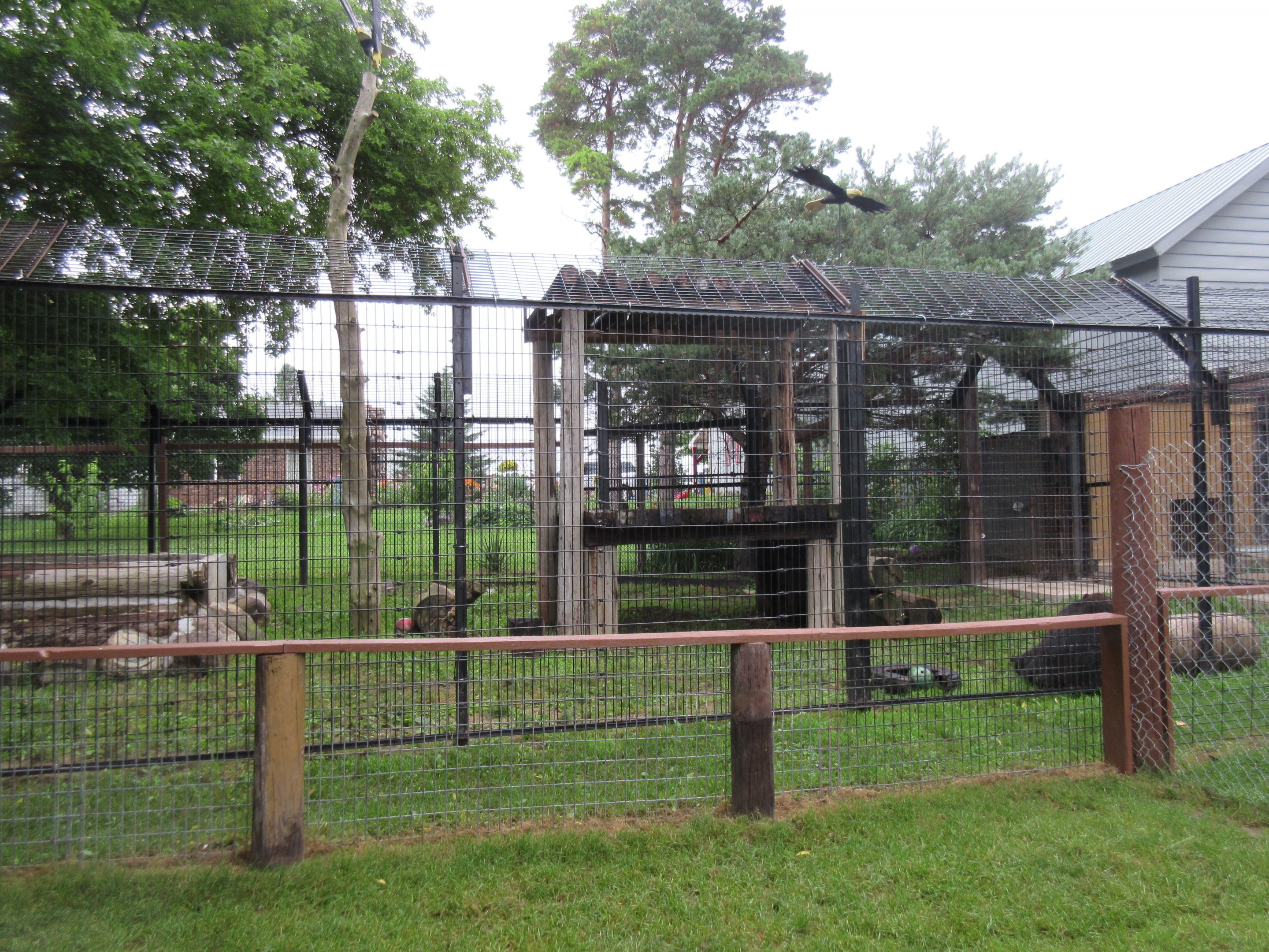 American Black Bear Exhibit - new extension