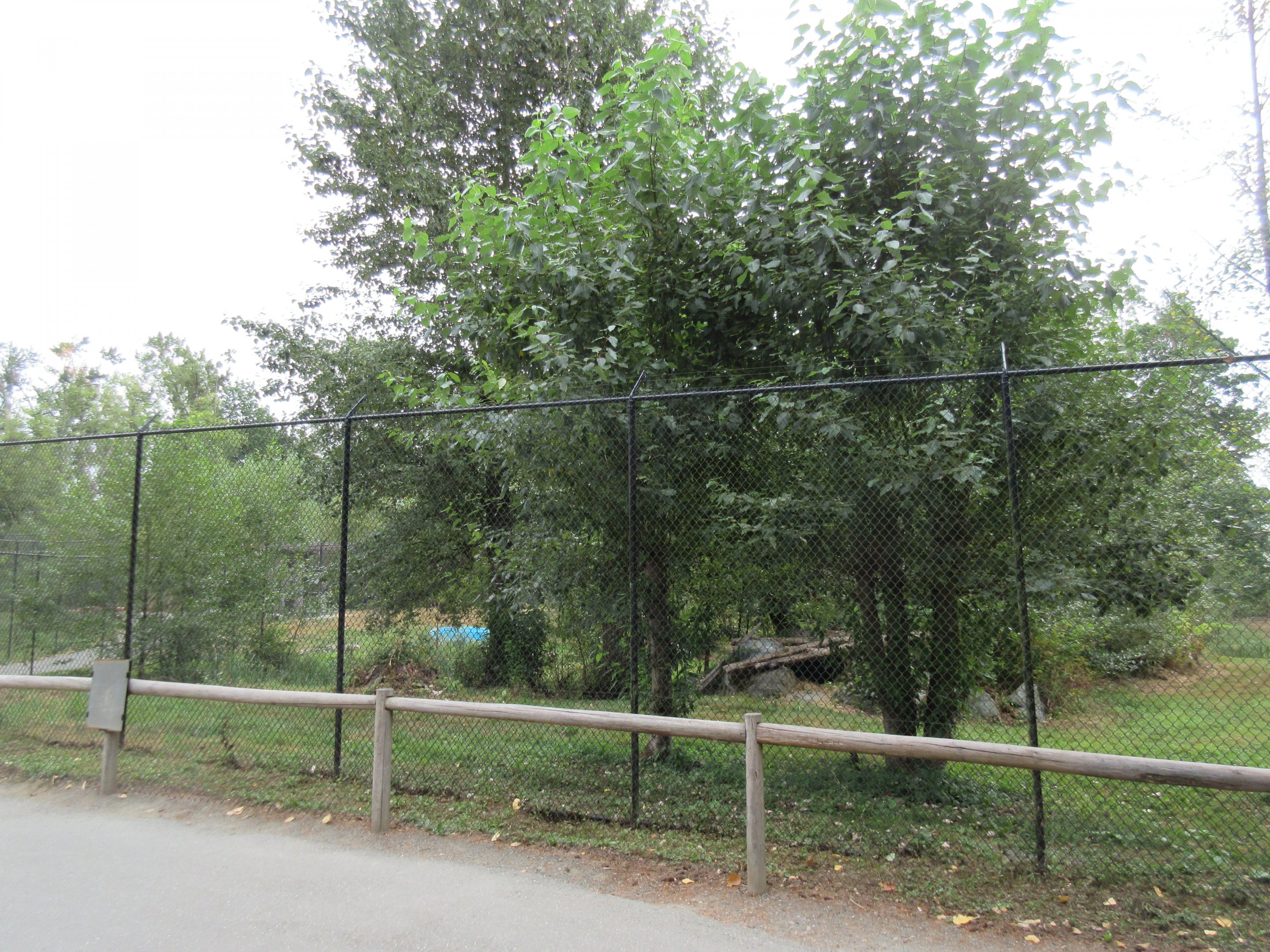 American Black Bear Exhibit - New in 2012