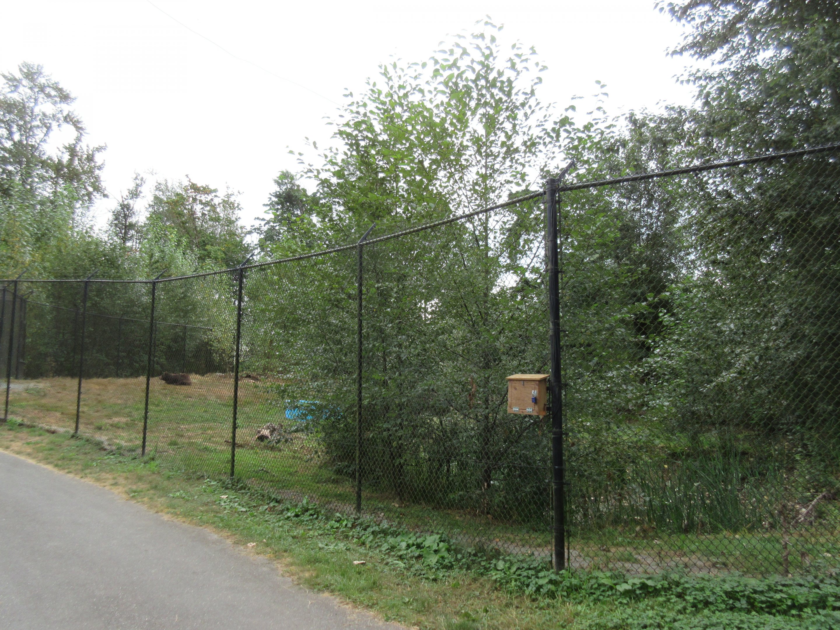 American Black Bear Exhibit - New in 2012