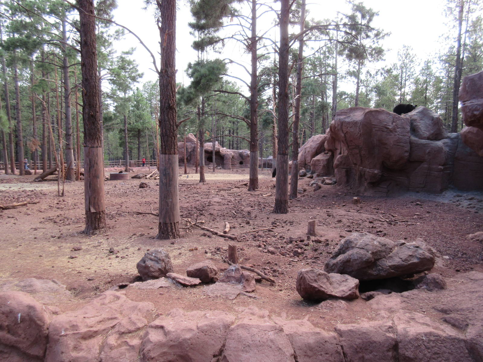 American Black Bear Exhibit - notice bear on rock in background