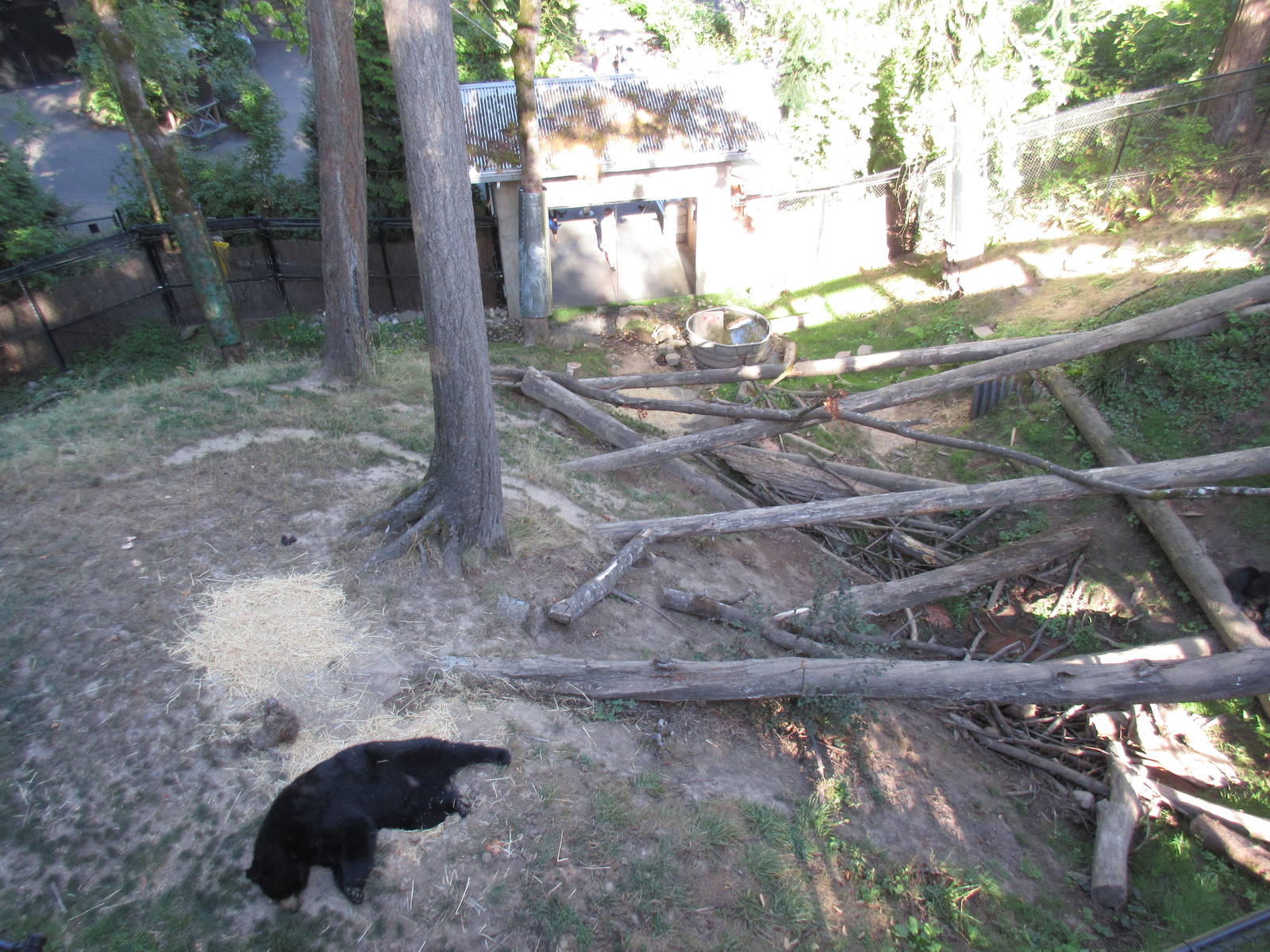 American Black Bear Exhibit (overhead view)