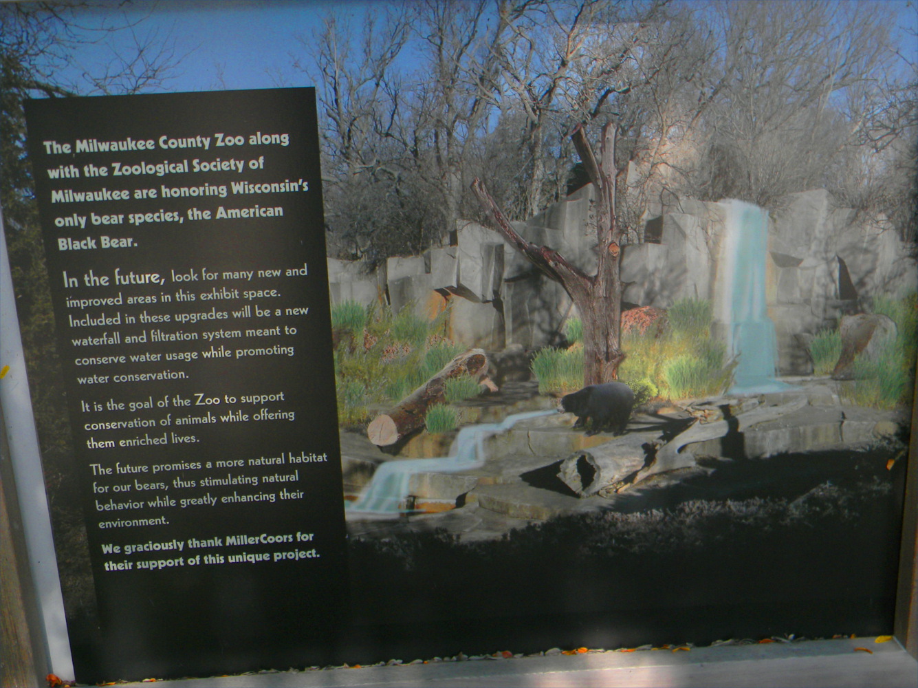 American black bear exhibit renovation