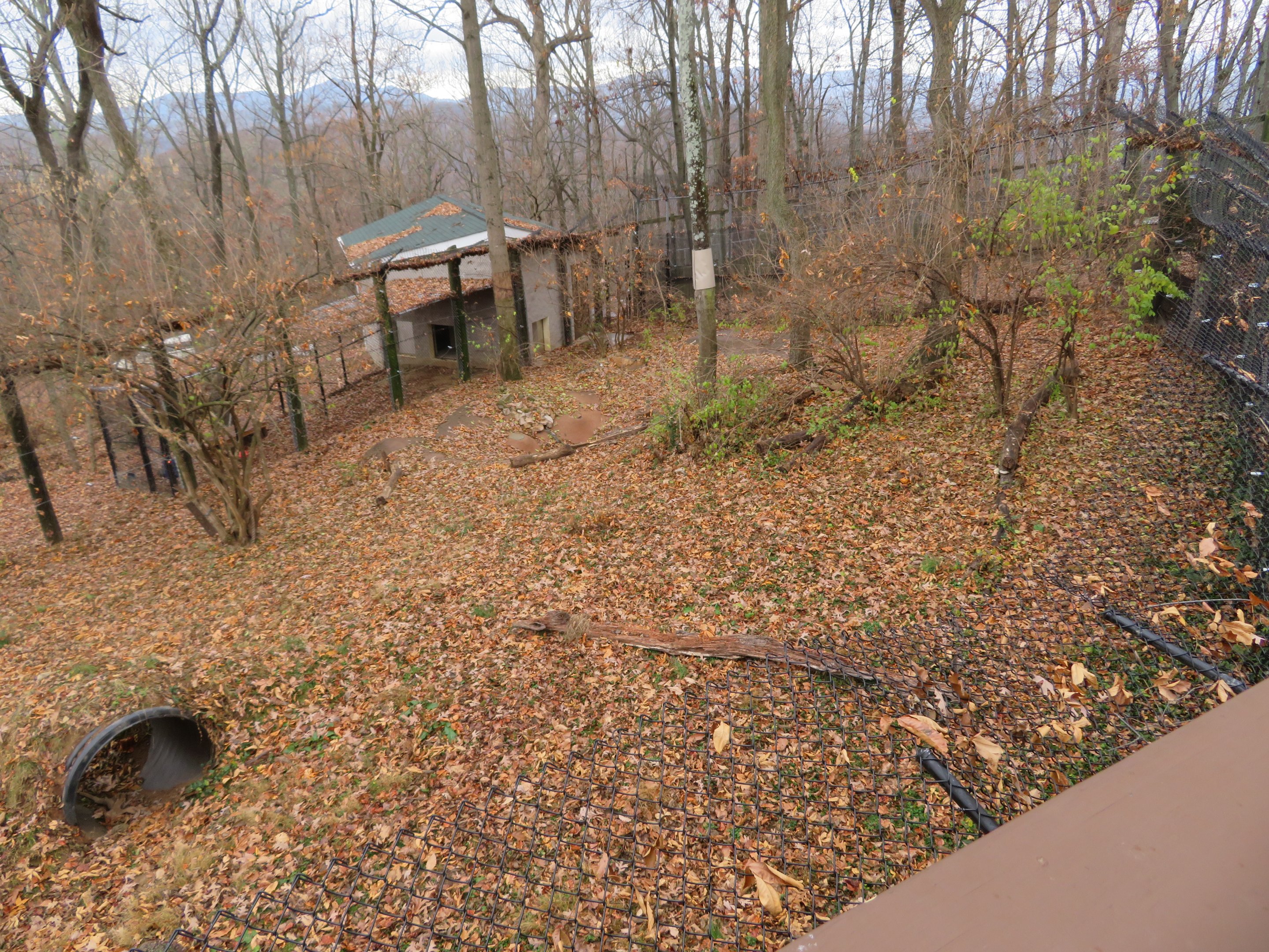 American Black Bear Exhibit (Right Half)