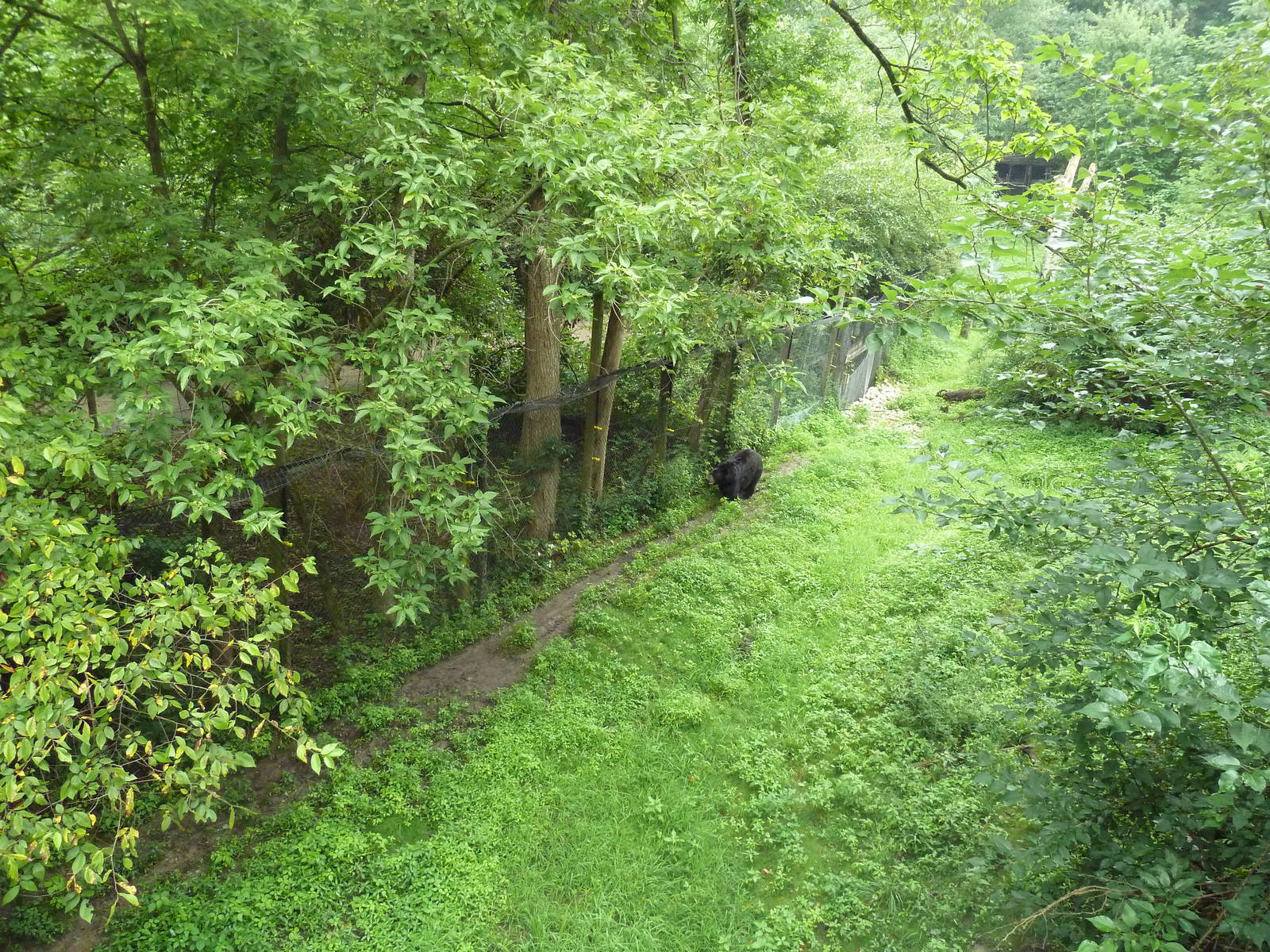 American Black Bear Exhibit - see the bear?