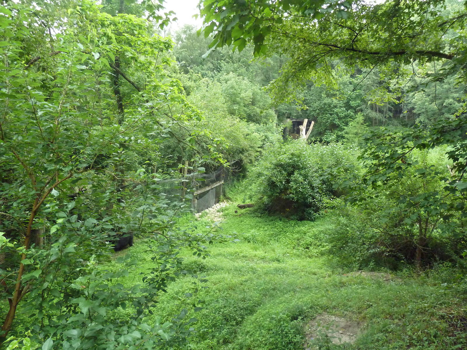 American Black Bear Exhibit - see the bear?