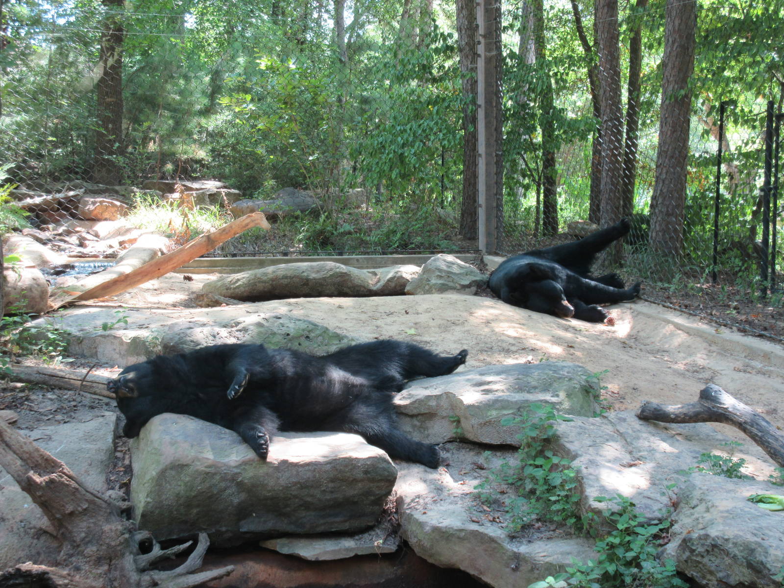 American Black Bear Exhibit - Sleeping Bears