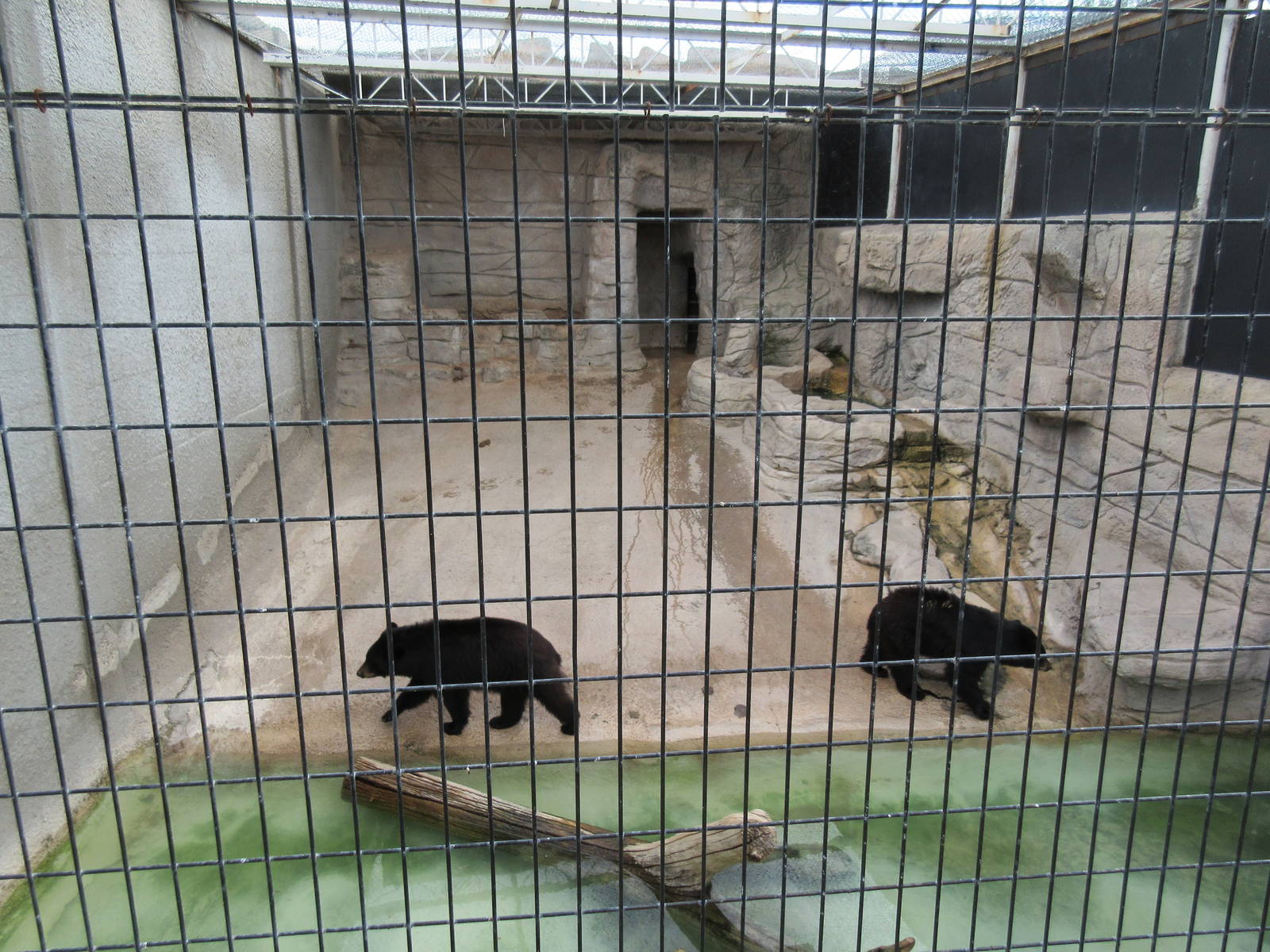 American Black Bear Exhibit - with badly pacing bears