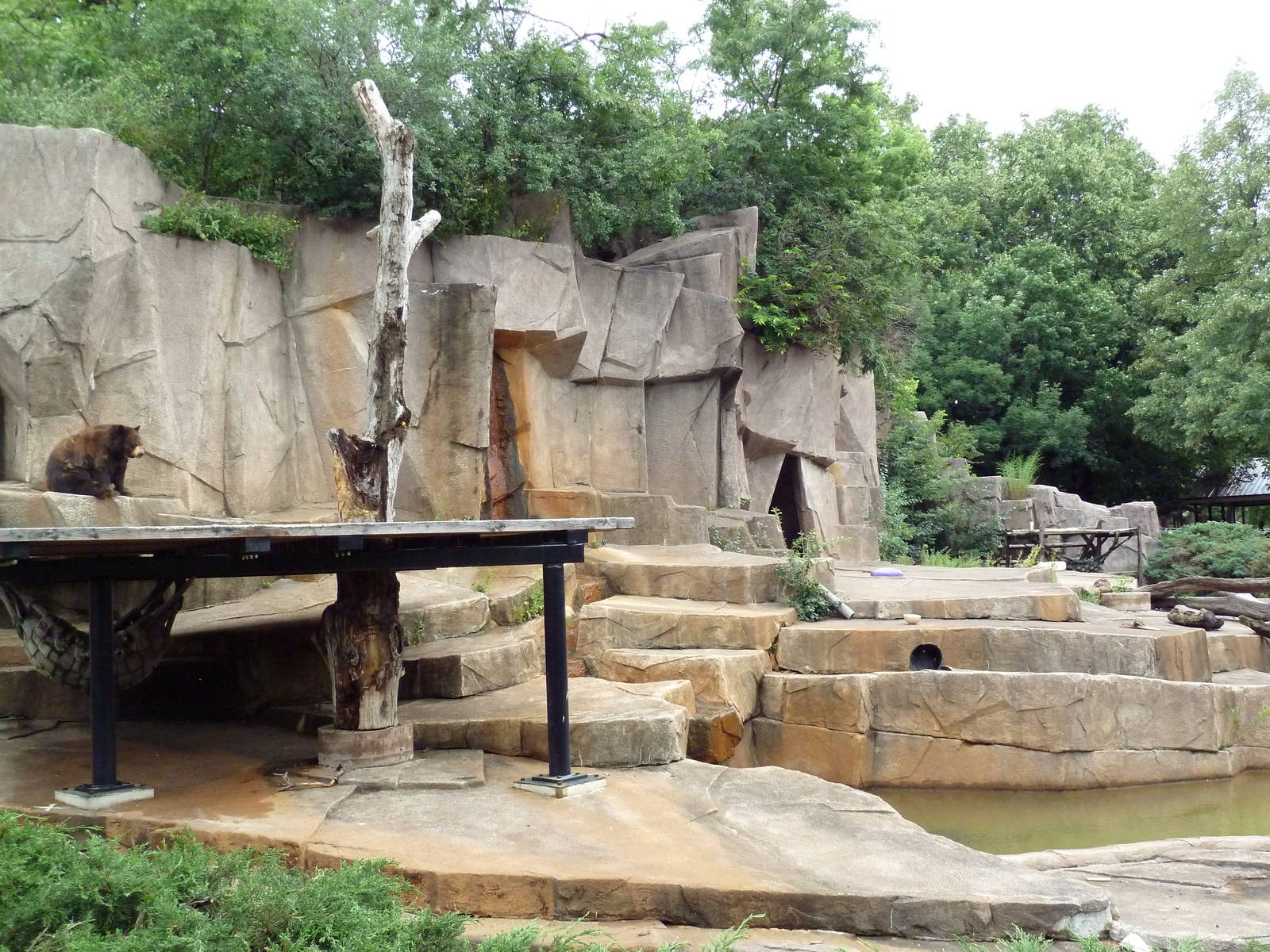 American Black Bear Exhibit