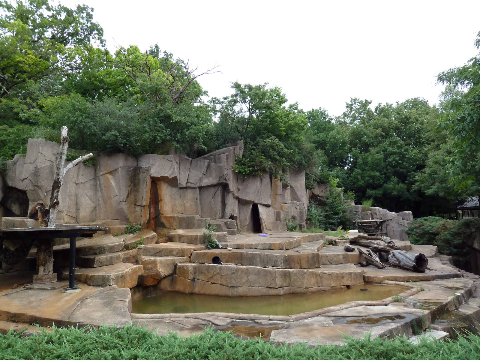 American Black Bear Exhibit