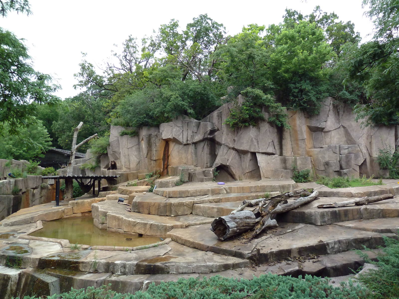 American Black Bear Exhibit