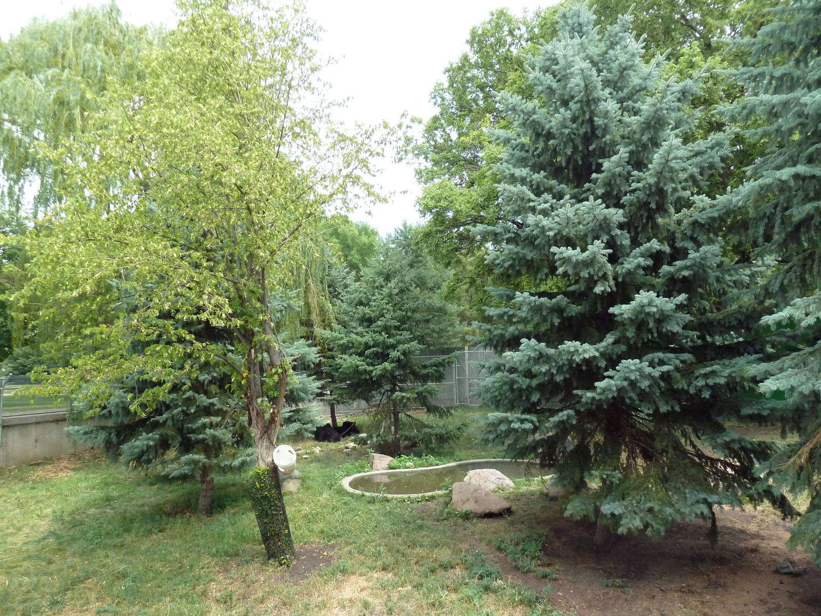 American Black Bear Exhibit