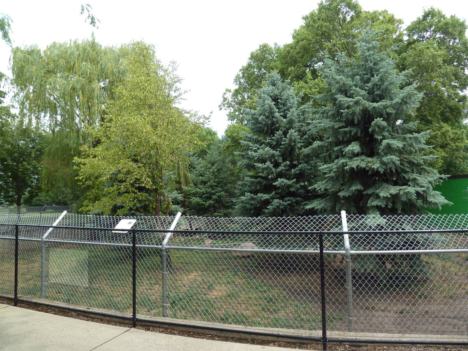 American Black Bear Exhibit