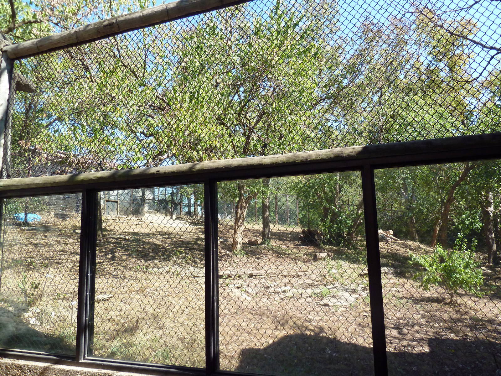 American Black Bear Exhibit