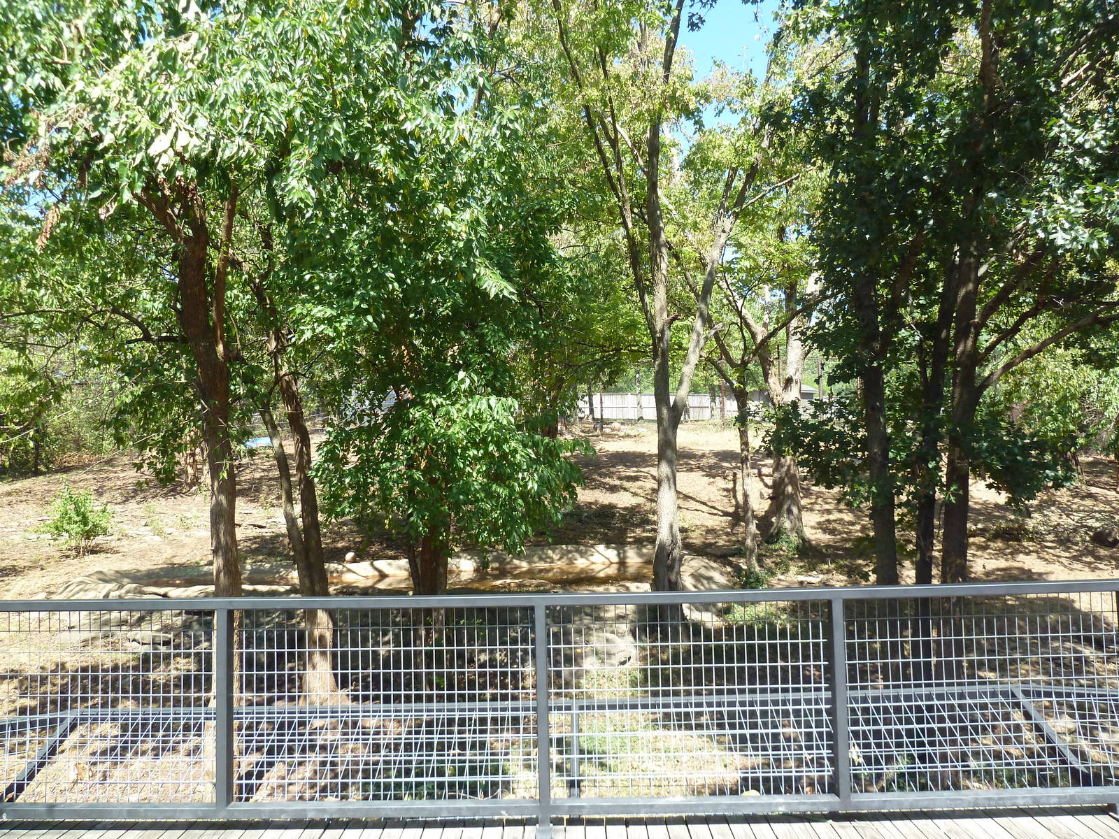 American Black Bear Exhibit