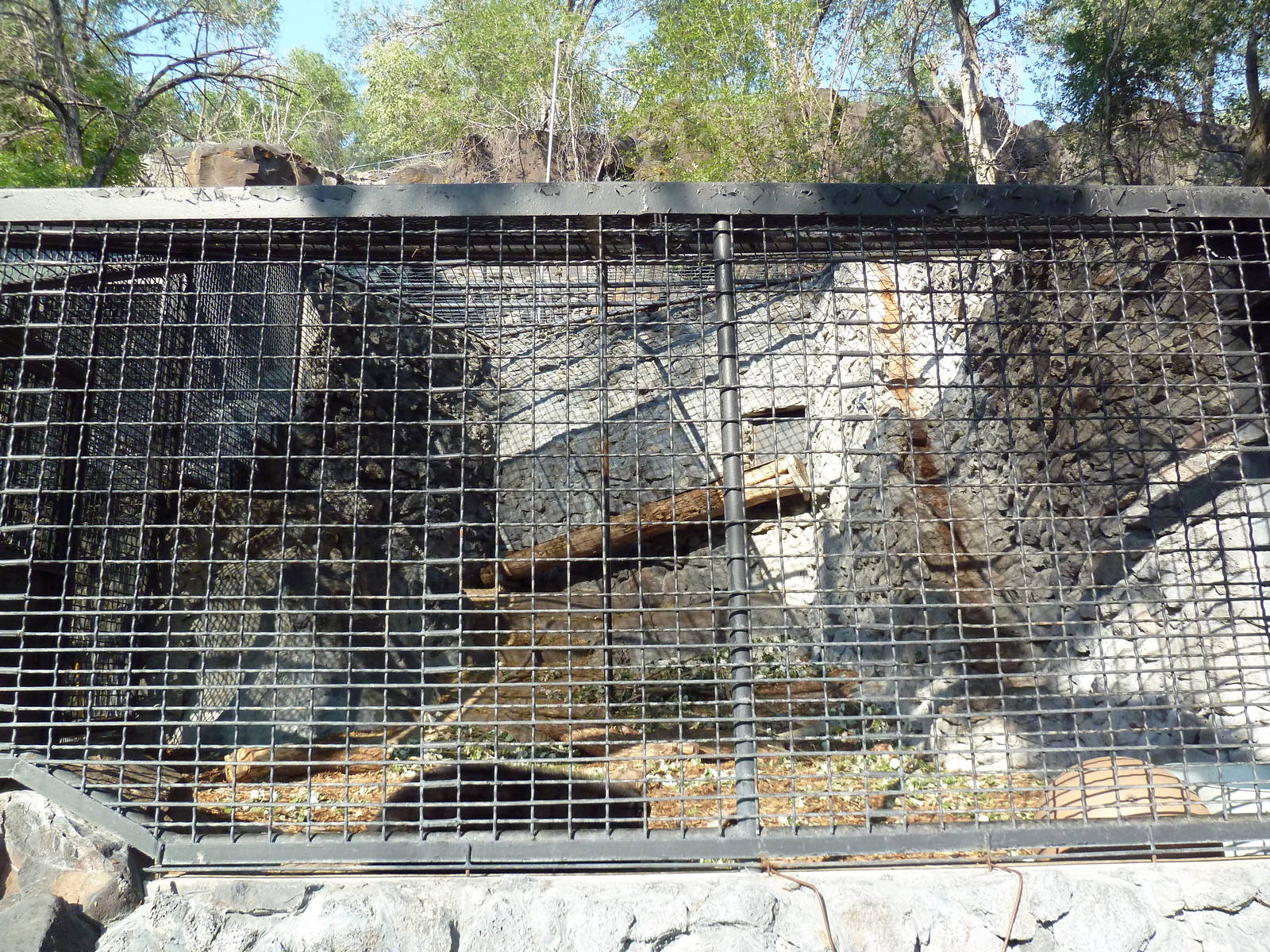 American Black Bear Exhibit