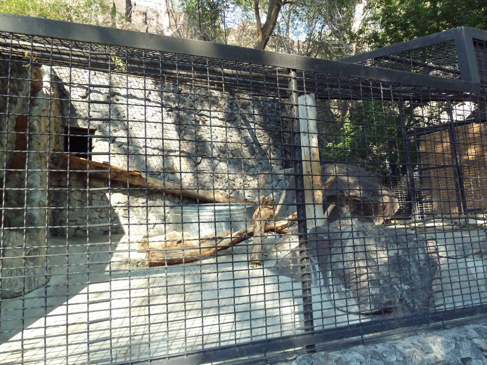 American Black Bear Exhibit