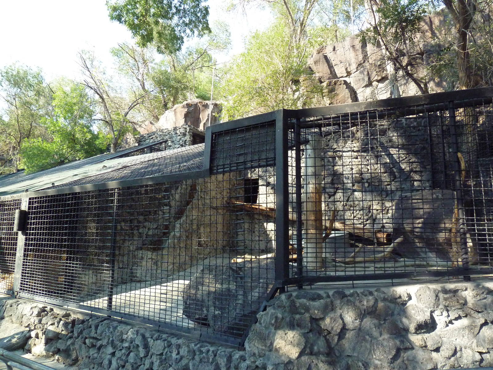 American Black Bear Exhibit