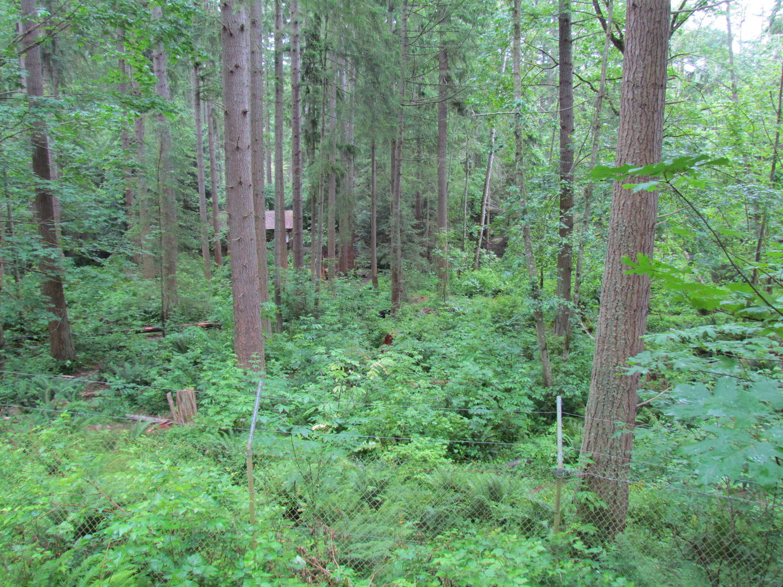 American Black Bear Exhibit
