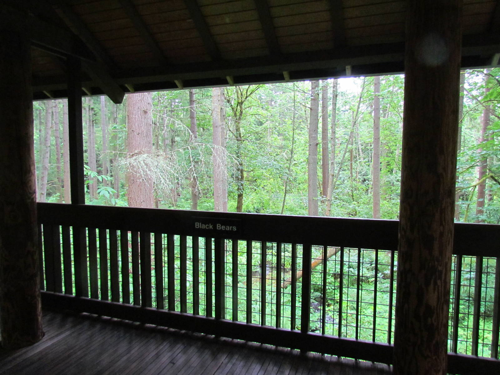 American Black Bear Exhibit