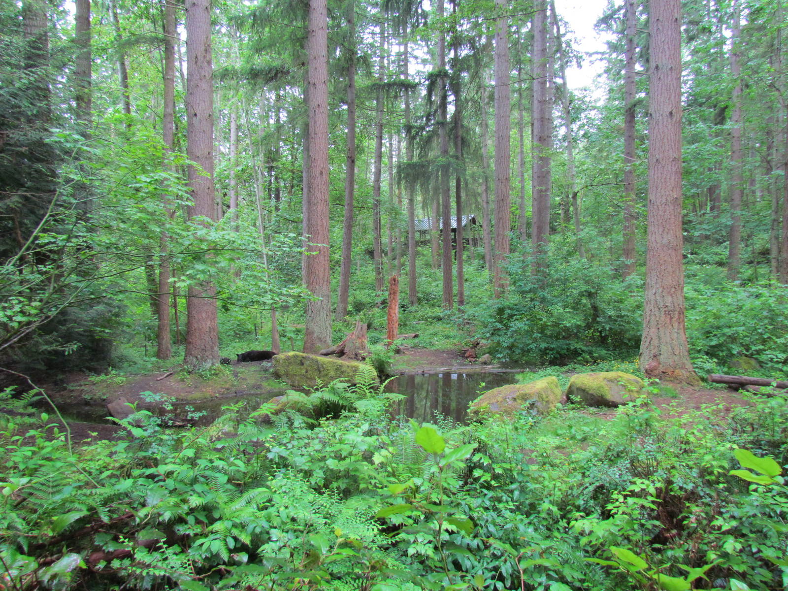 American Black Bear Exhibit