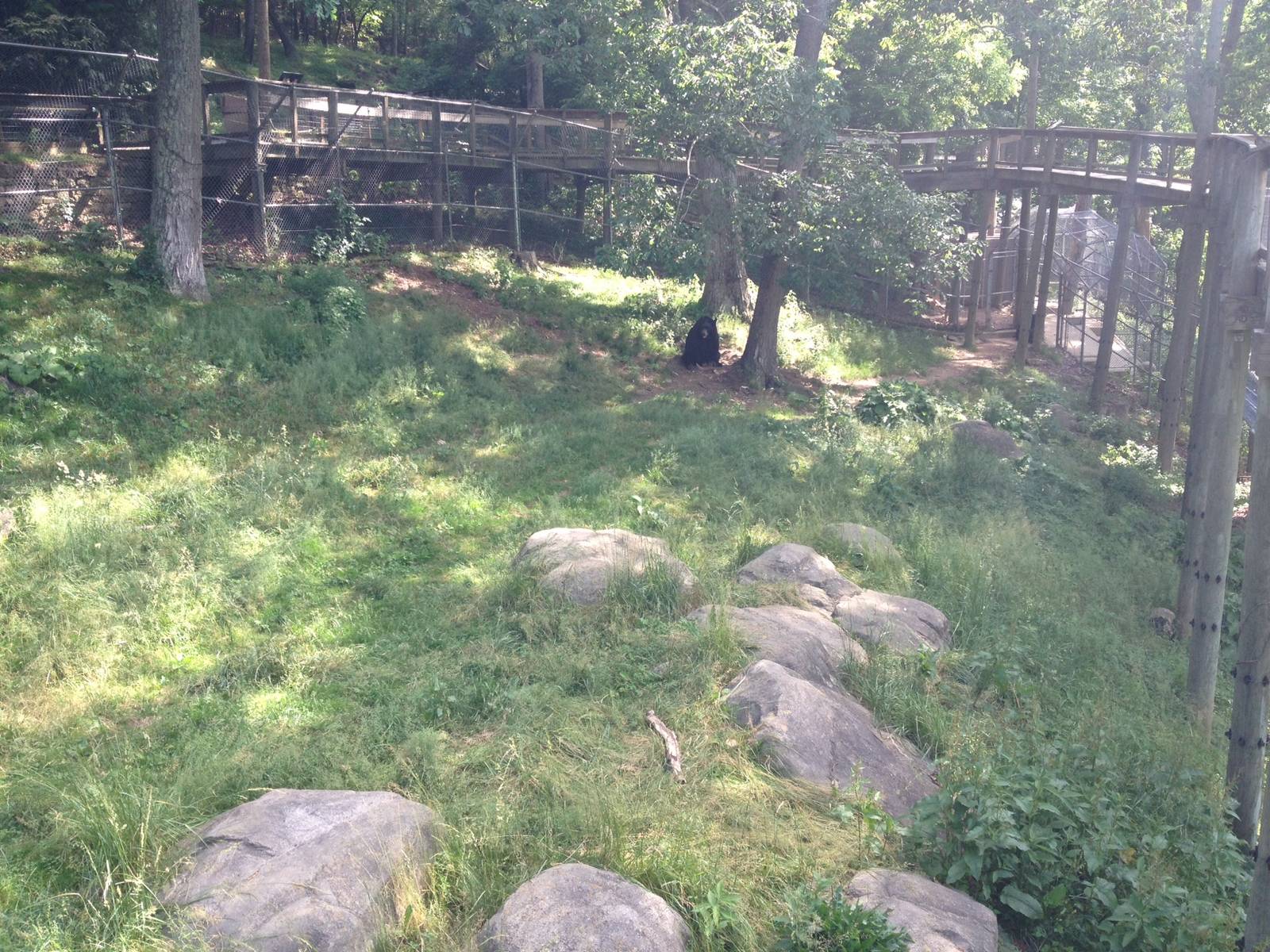 American Black Bear Exhibit
