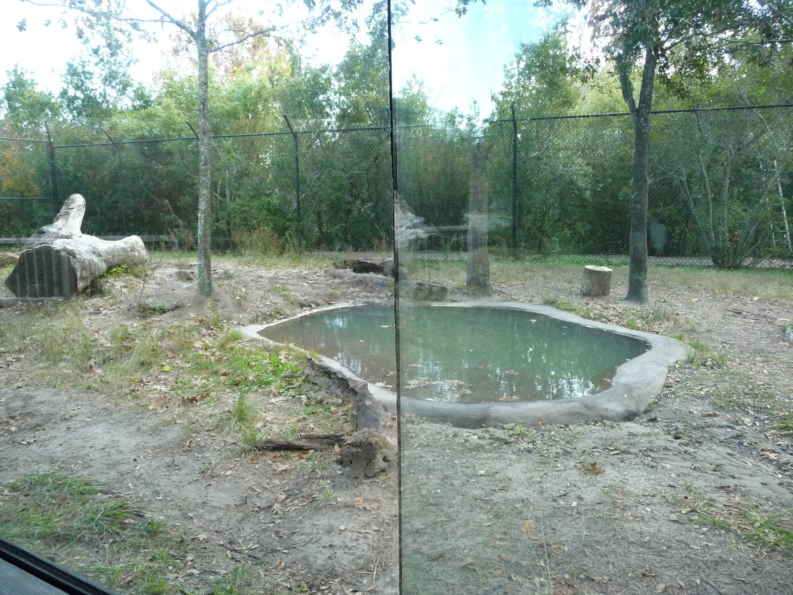 American Black Bear Exhibit