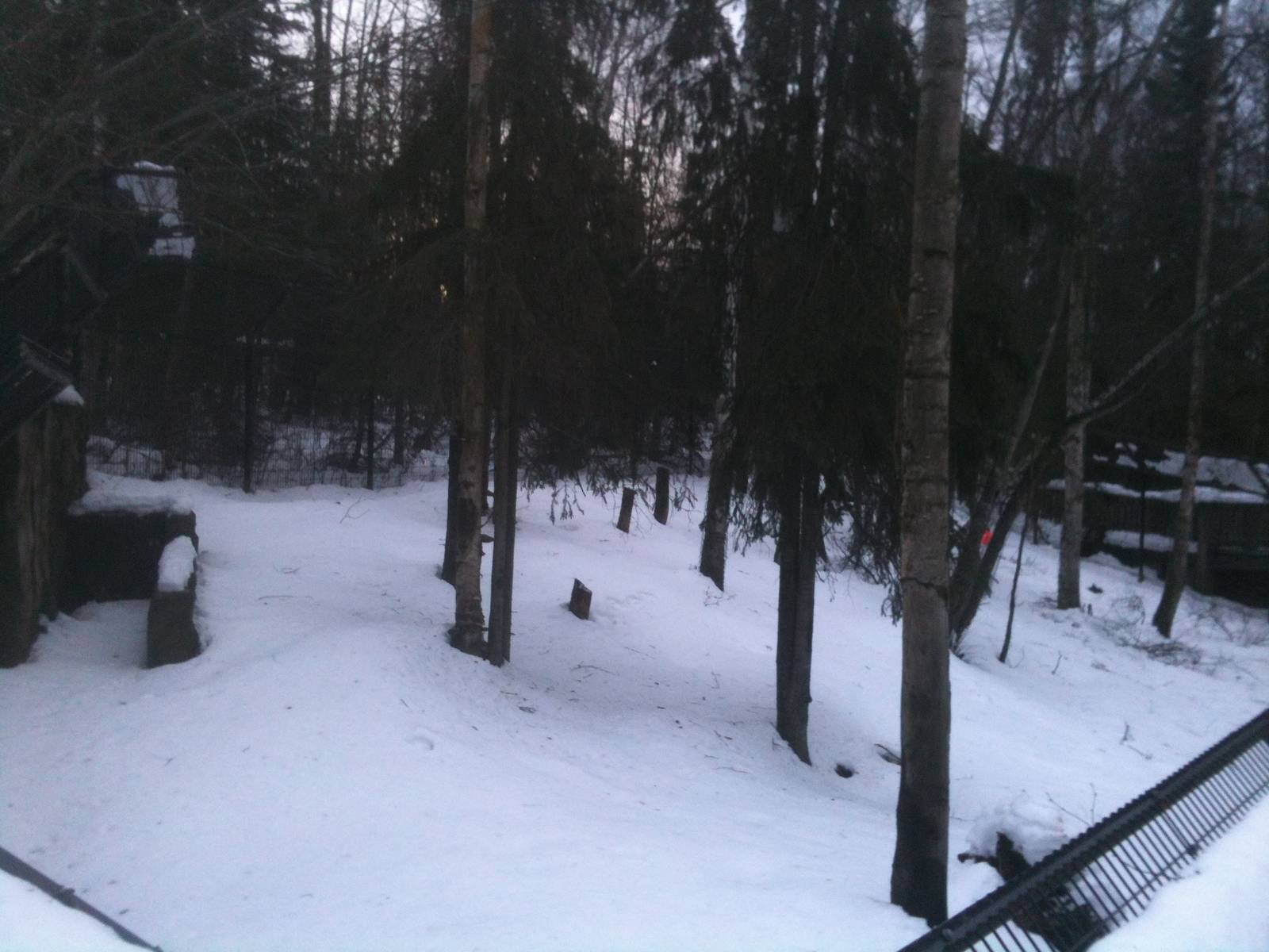 American Black Bear Exhibit
