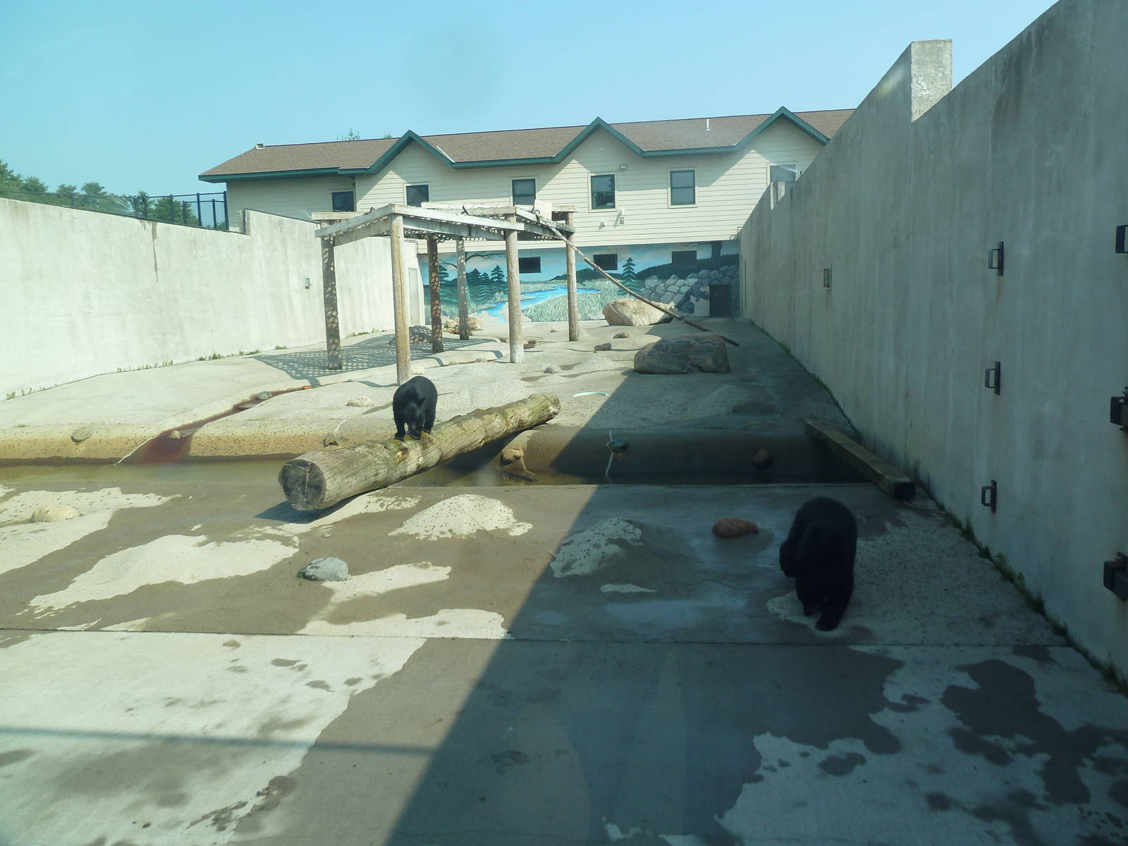 American Black Bear Exhibit