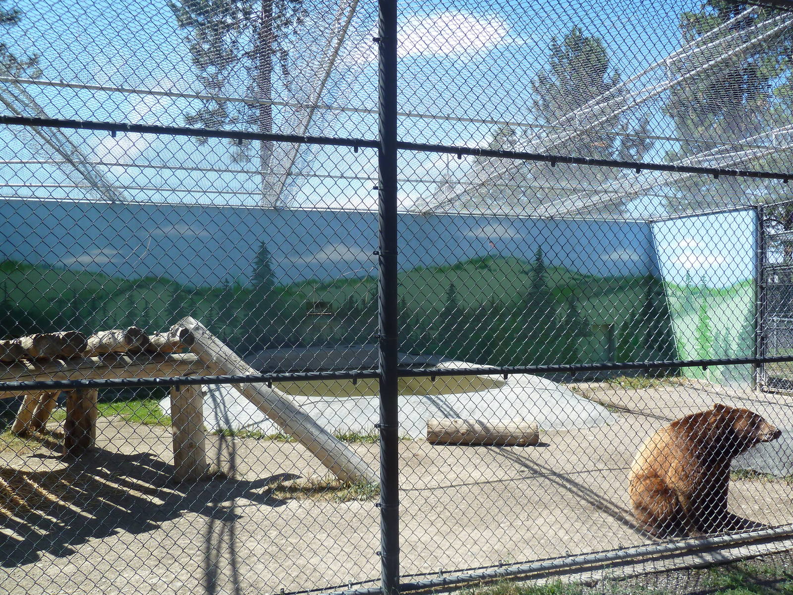 American Black Bear Exhibit