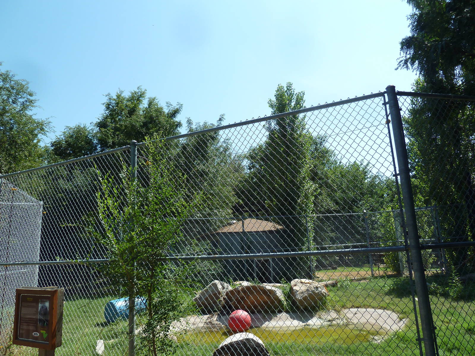 American Black Bear Exhibit
